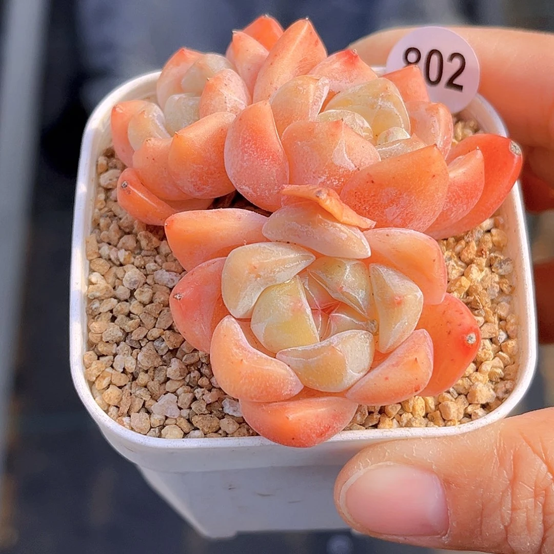 802  放漏  新品珍妮 满18包邮