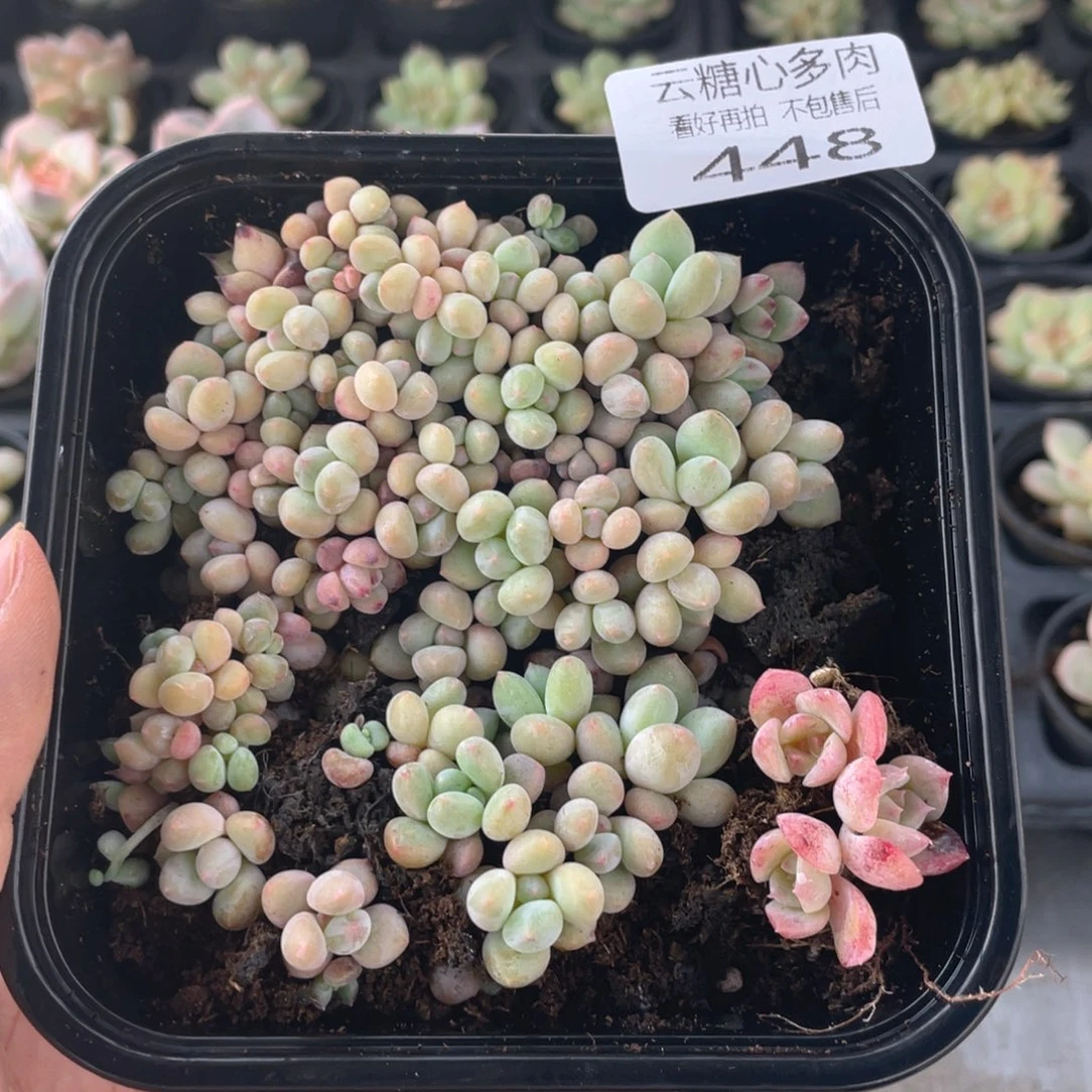 云糖心多肉植物448