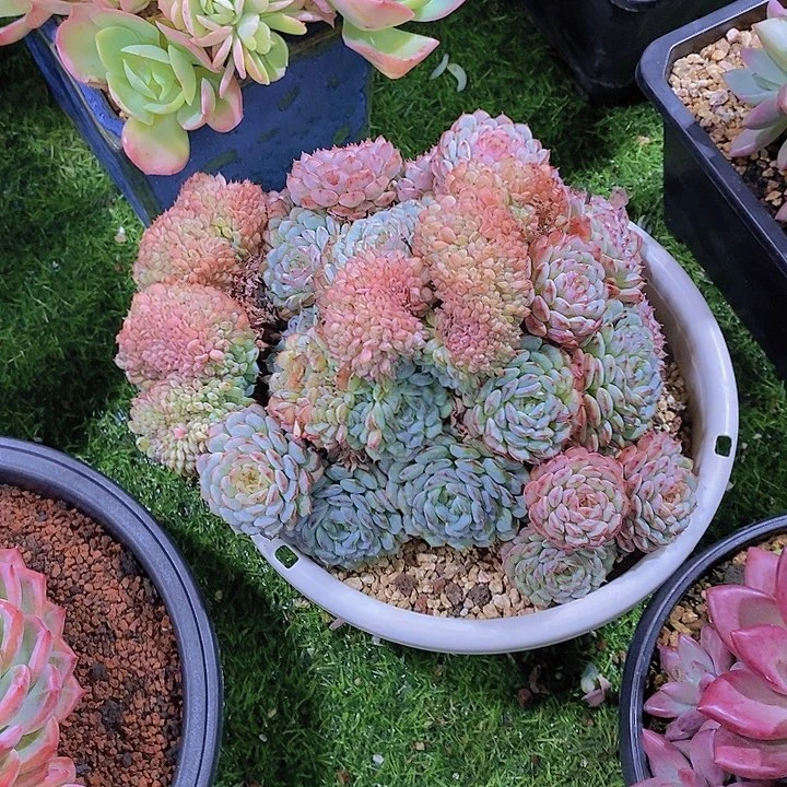 Y***n白胖子多肉植物大缀化