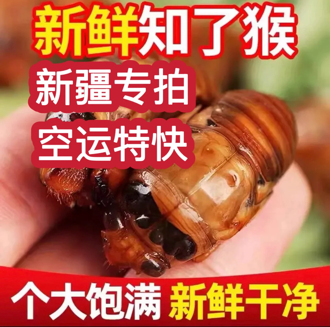 【新疆专拍】【空运特快】新鲜知了猴爬叉结了龟