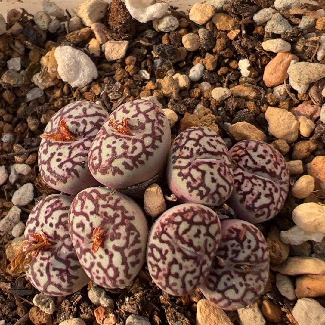 60多肉植物百科墨小锥