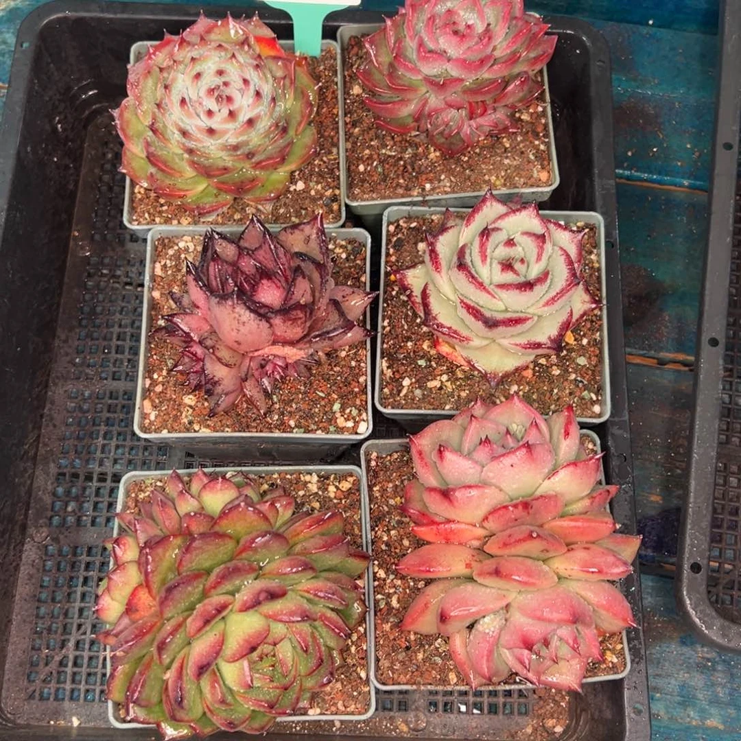 从前慢多肉精选编号0119.331