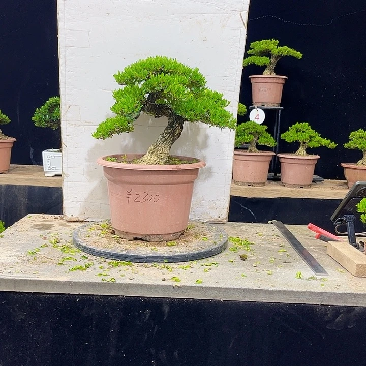 无花朵黄杨盆景四季常绿