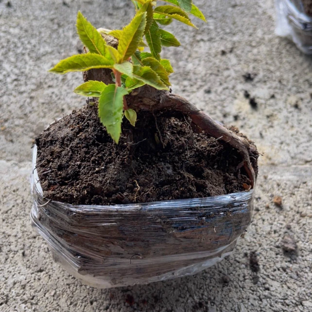 【闪购商品】无花朵解*远