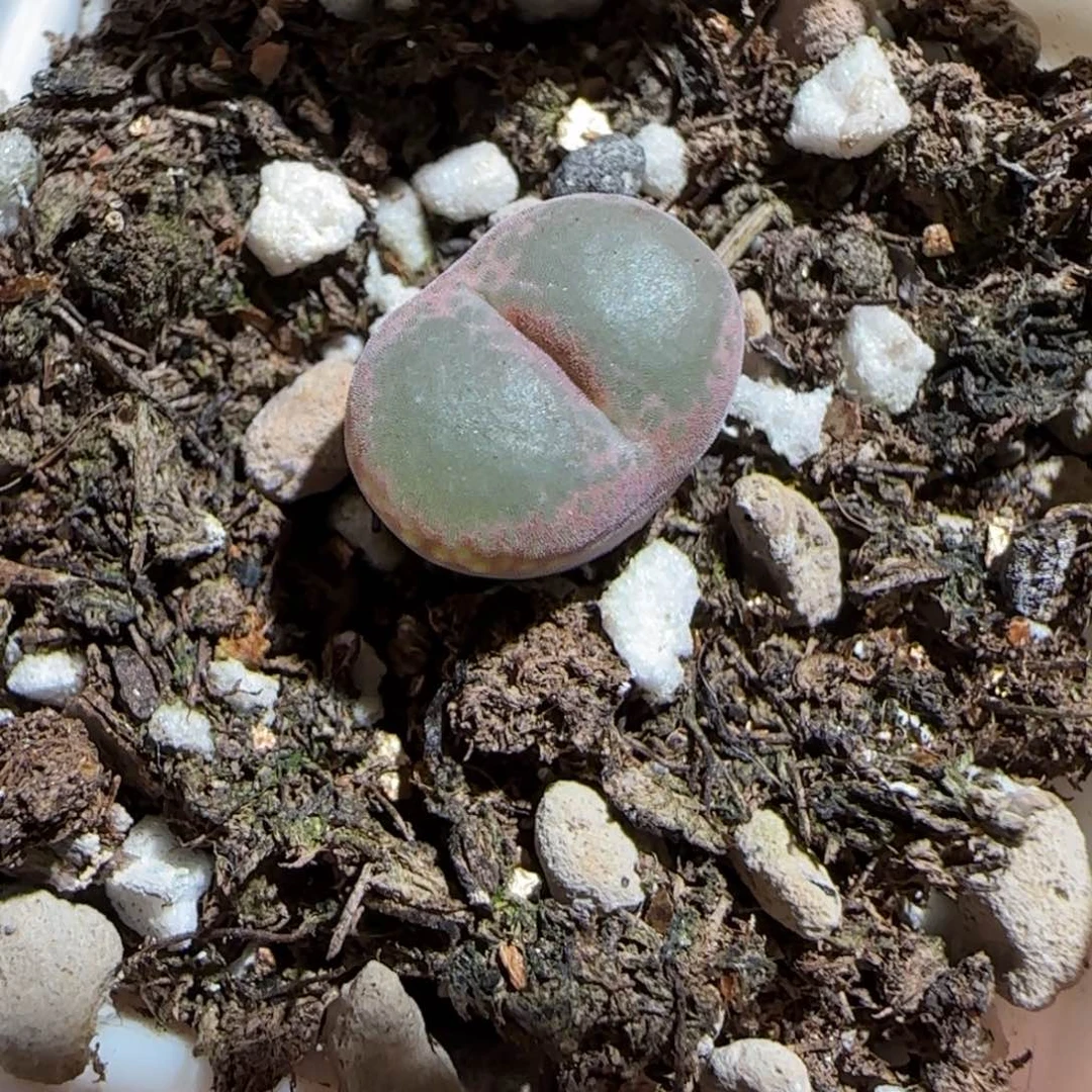 肉锥多肉植物组合-安格962