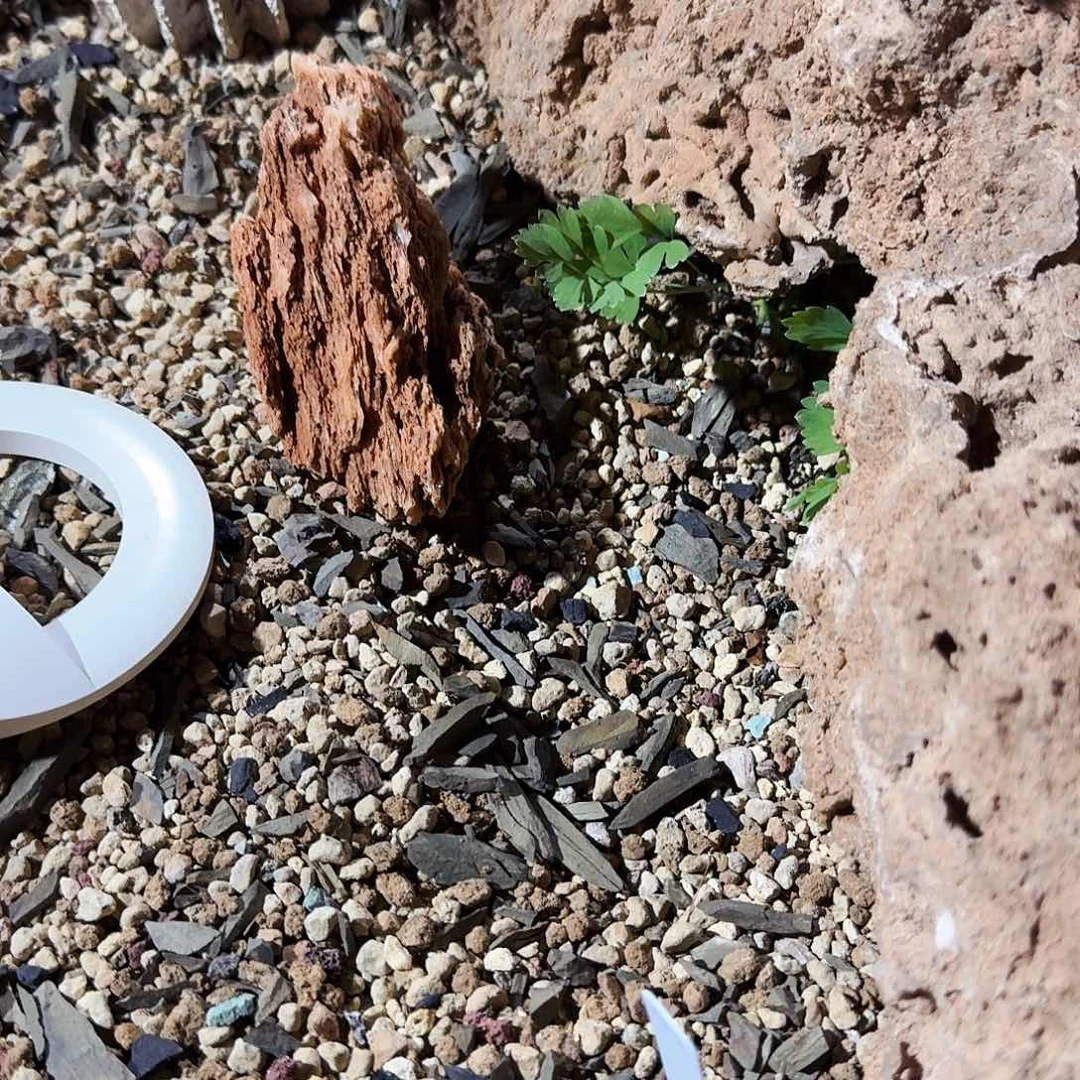 直播间，8折，有效期三个月