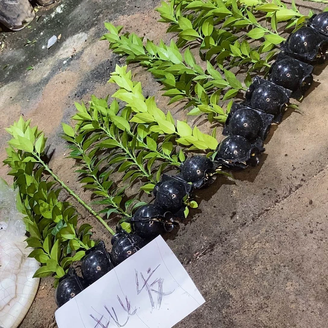 @***光无花朵直播间把房干高压球八