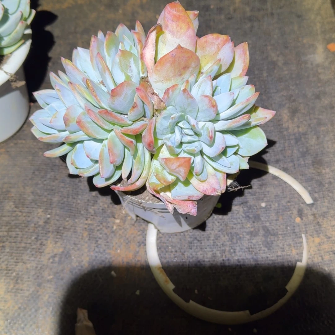 不开花植物发**子凤橙群