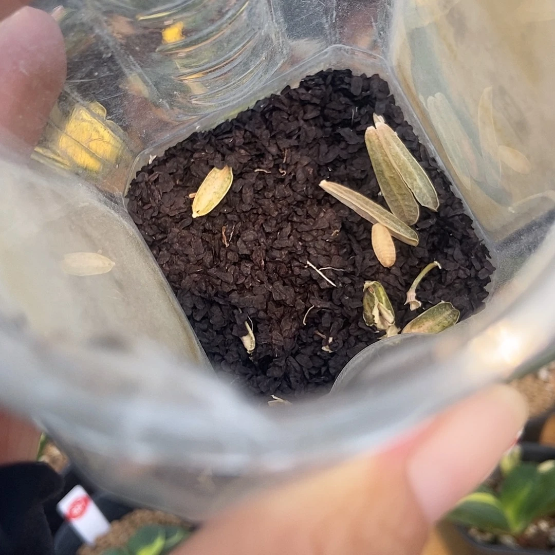 七***辑达摩种子种子带盆发货