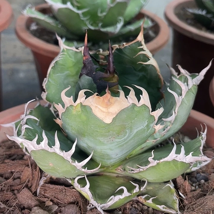 野二77777777777777