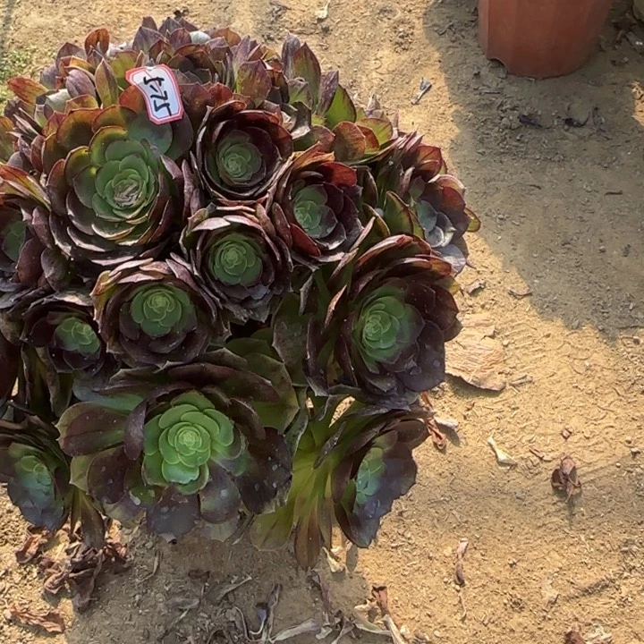 5-75黑魔多肉植物