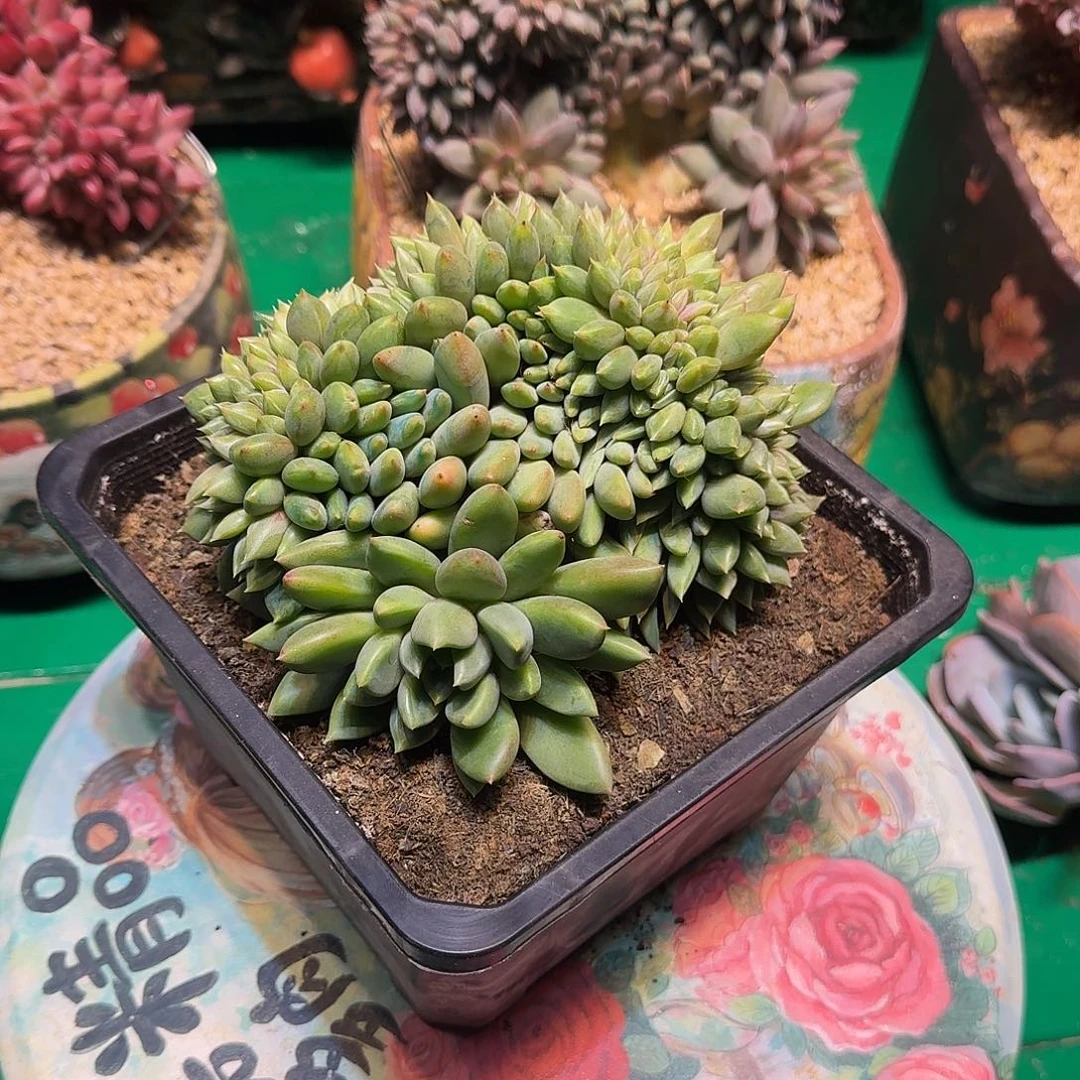 爱****多肉植物多肉植物