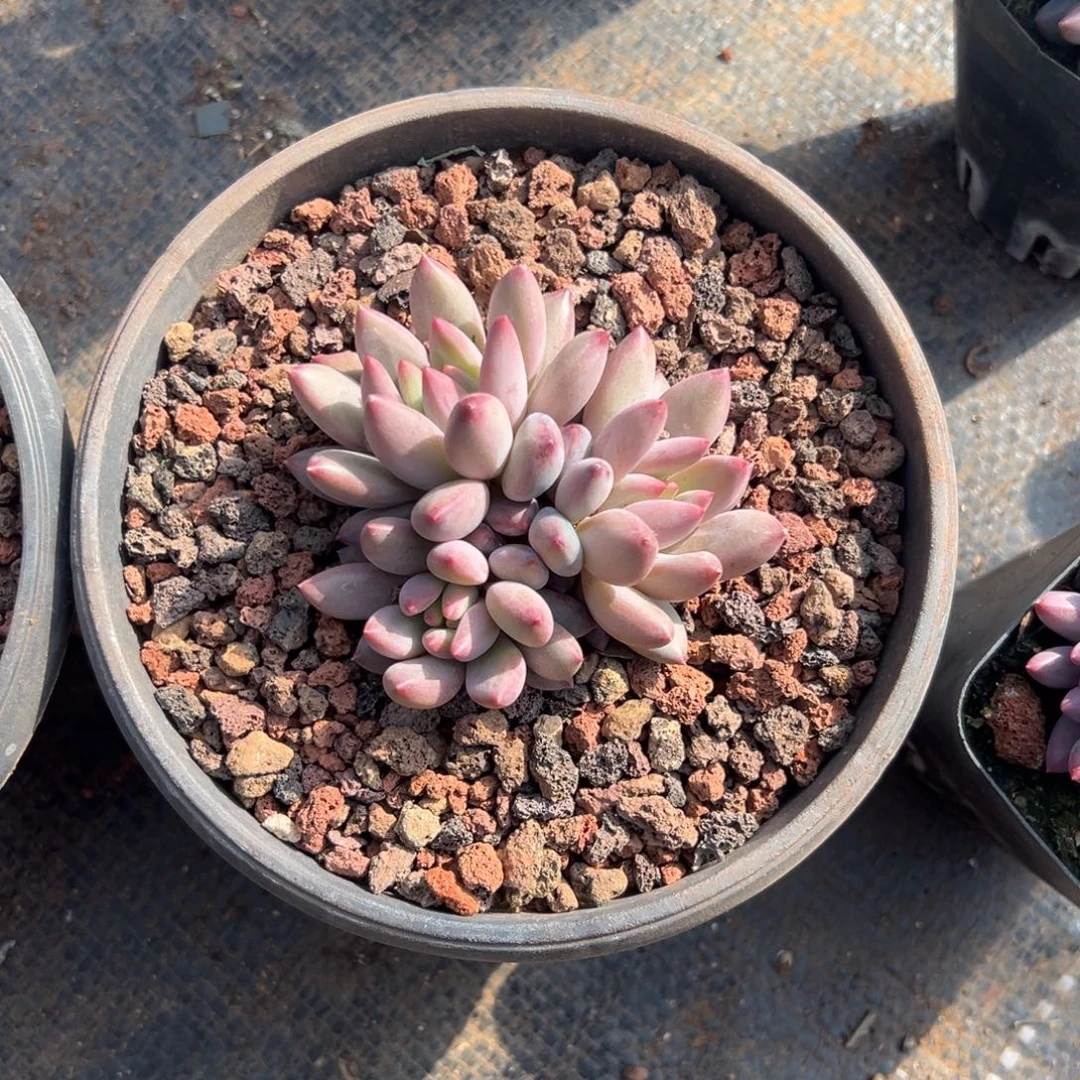 多肉车厘子【非偏远地区满18包邮】