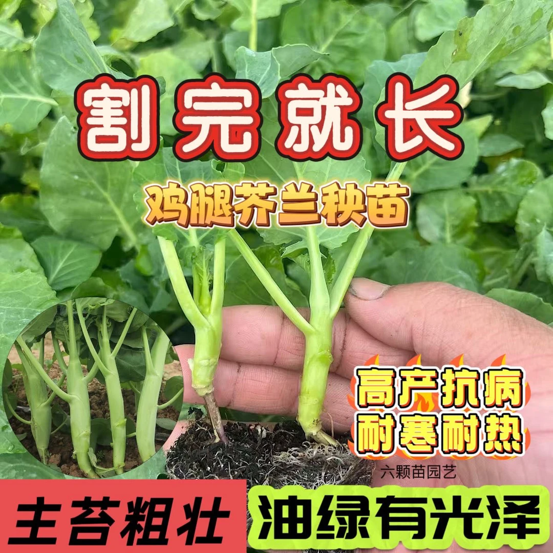 鸡腿芥兰苗阳台盆栽菜园种植四季蔬菜苗带土包装甜脆香菇芥兰秧苗