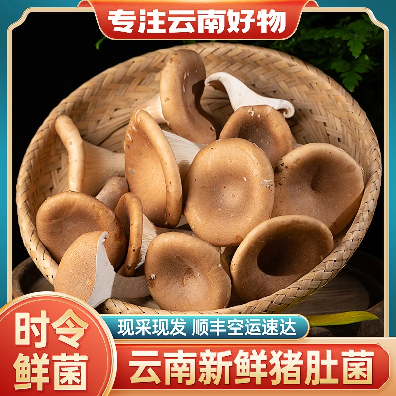 猪肚菌新鲜菌菇云南当季农家蔬菜蘑菇应季鲜食用菌类大伞菌漏斗菇