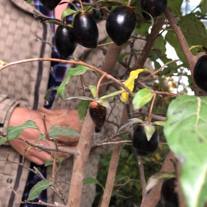 无花朵老鸭火锅火锅