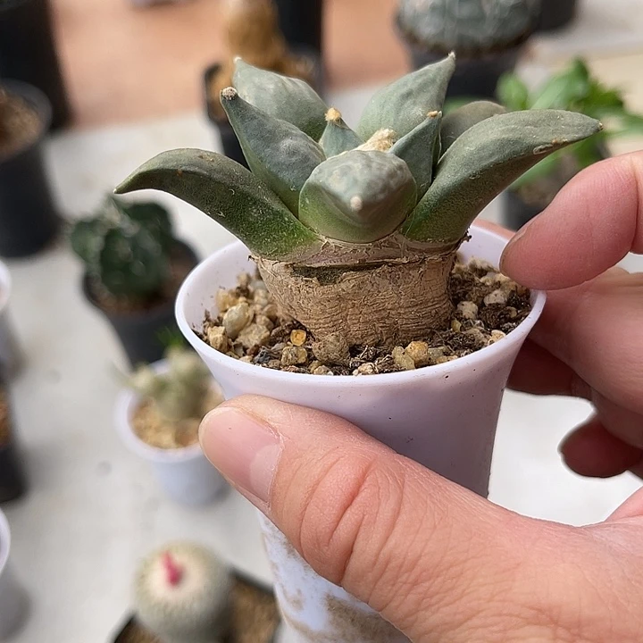 无花朵实生岩牡丹一物一拍