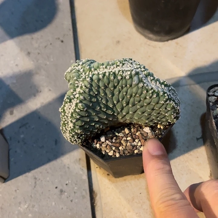 无花朵实生菊水缀化