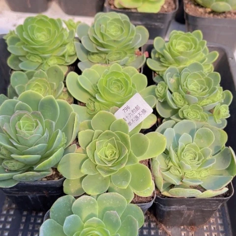 796 山地玫瑰基地福利