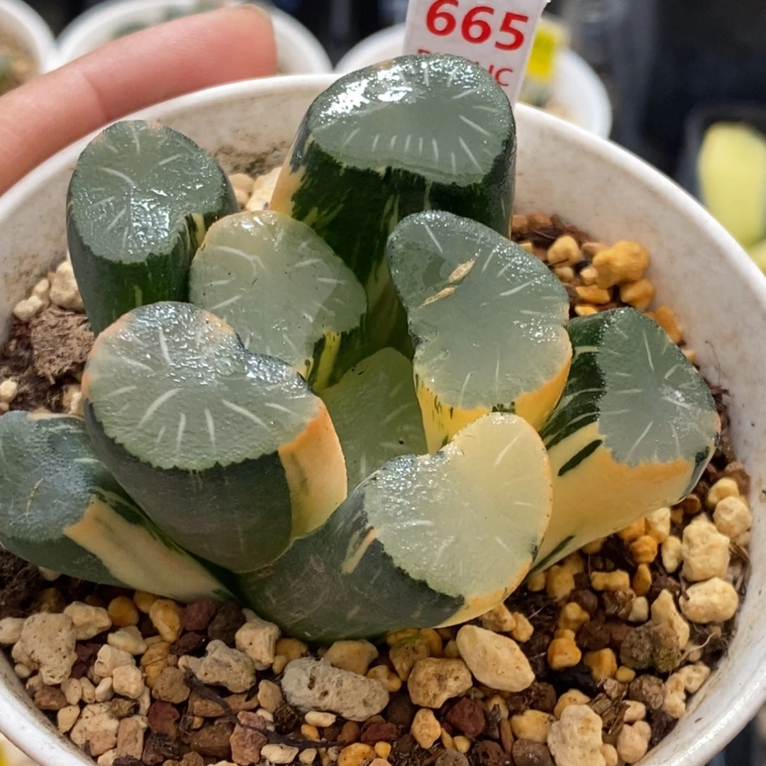 665号欧大宝实生万象锦