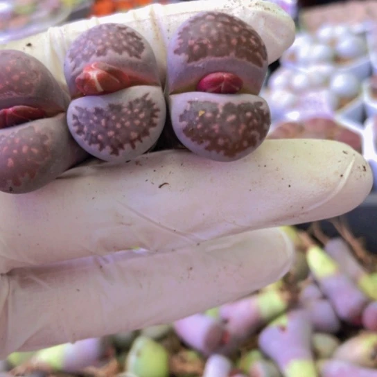 ?*朵0291如图一物一拍