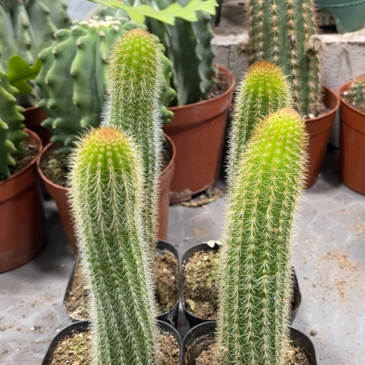 自根双色金妞一杯保15公分