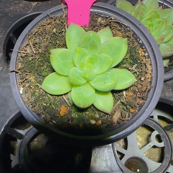 优选美人638多肉植物
