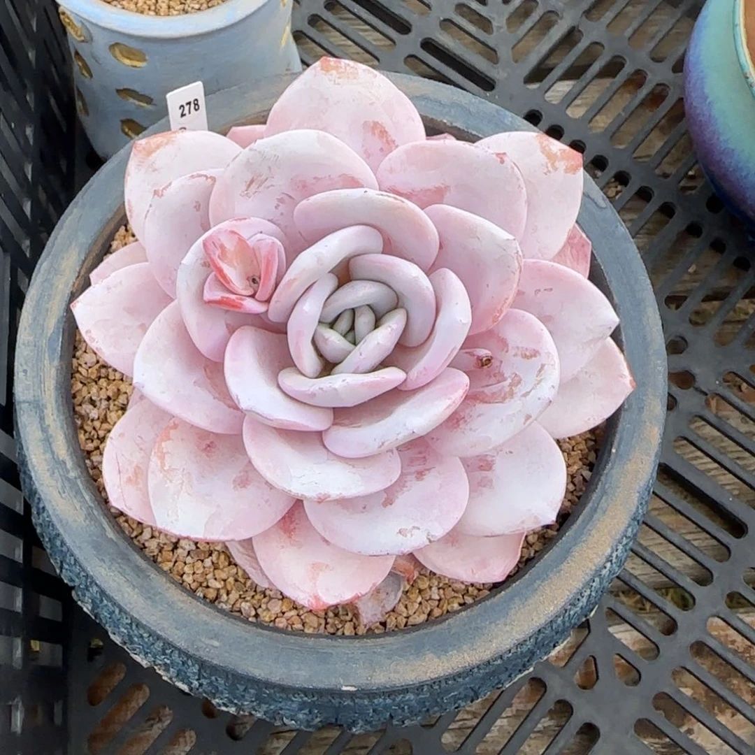 叶植庭多肉：雪茶