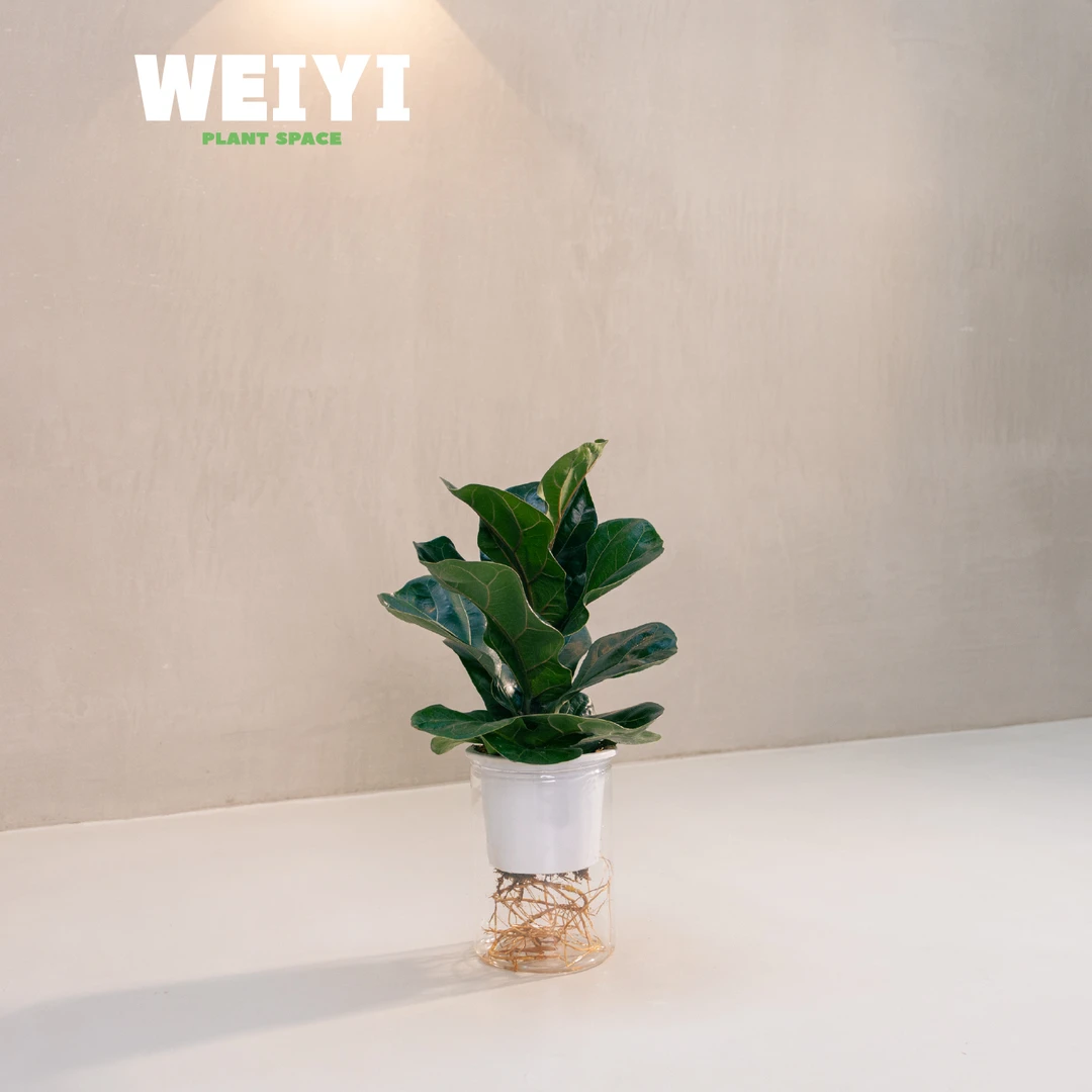 薇逸水培绿植琴叶榕盆栽室内植物绿植净化办公室空气桌面好养好活