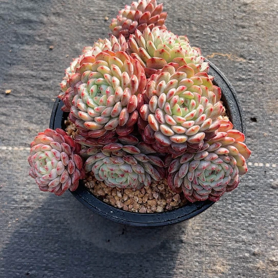 【闪购商品】白胖子福利