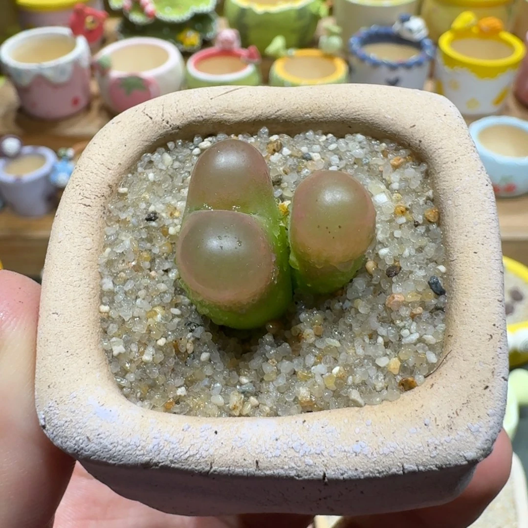 蘑菇1205毛汉尼多肉植物