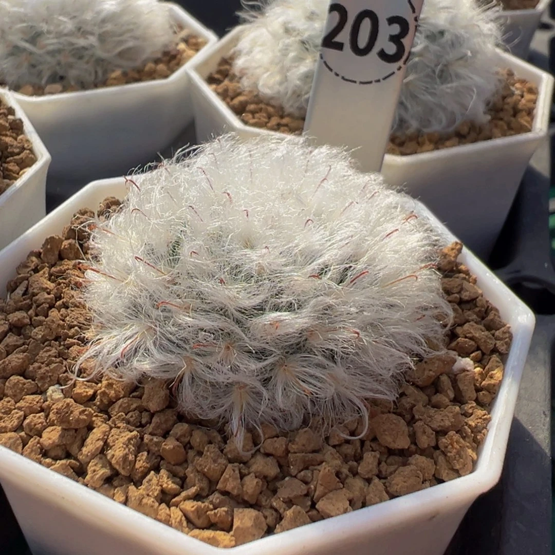 203实生根白云高砂多肉植物带盆土