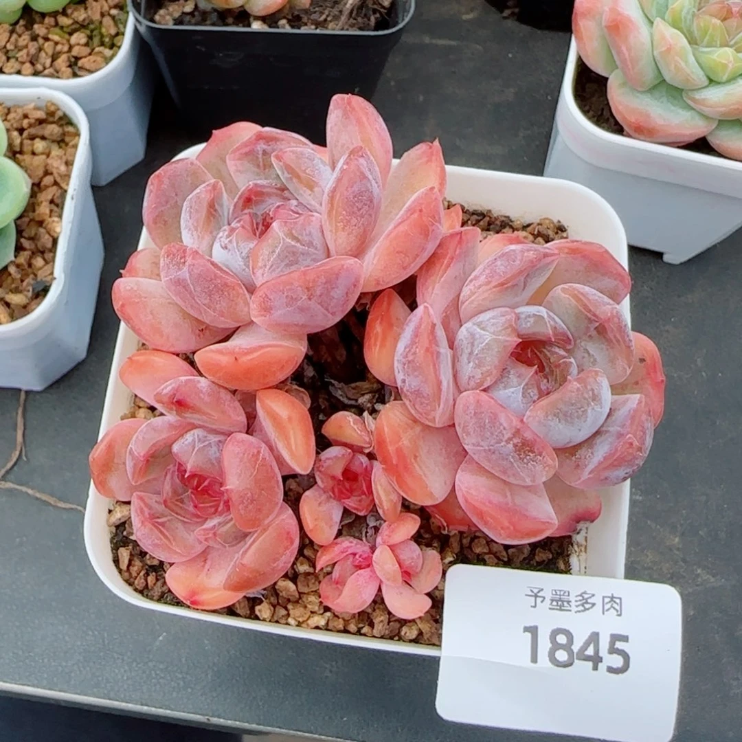 红恋群，1845多肉植物