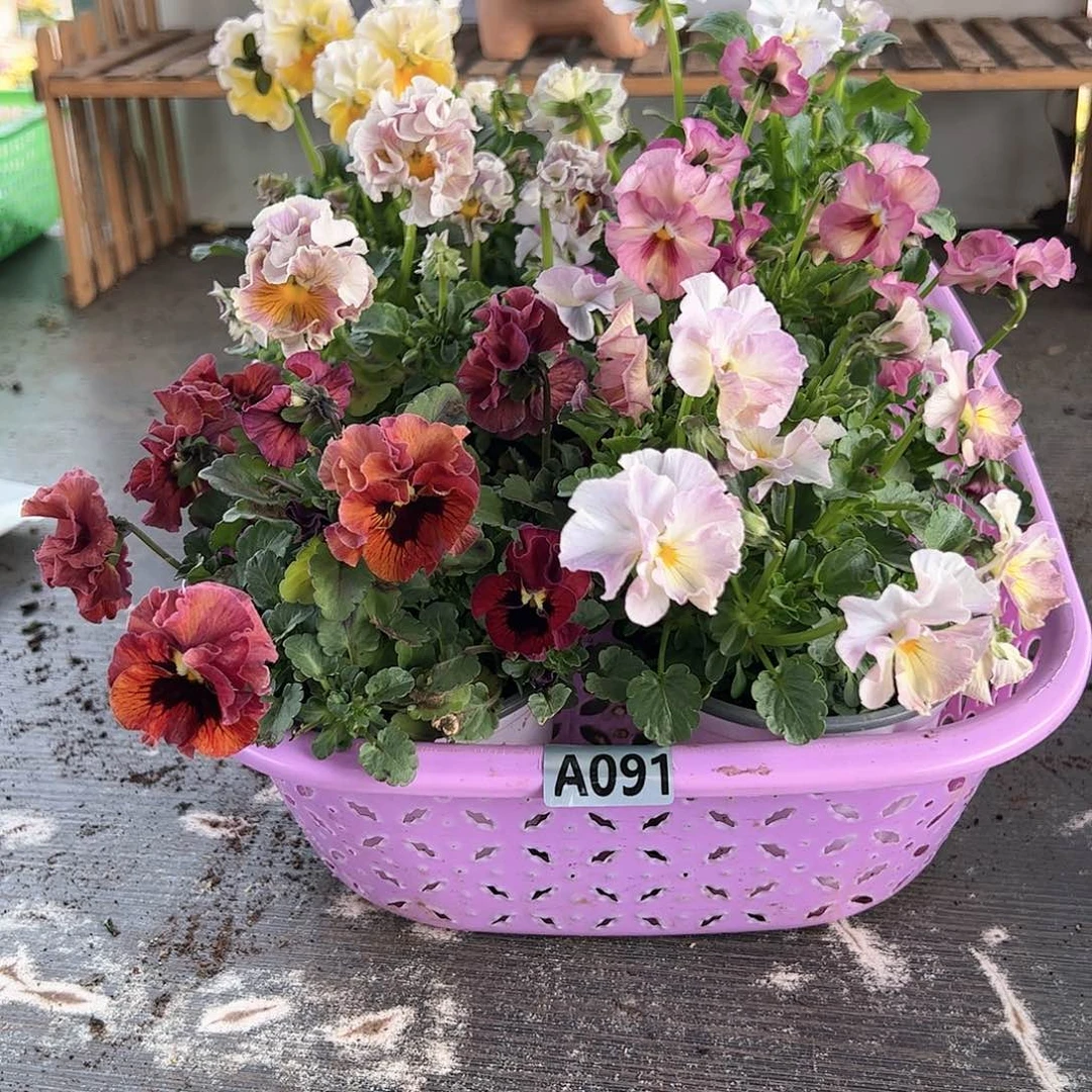 【闪购商品】091号