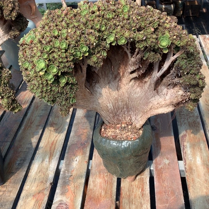 玫瑰朵朵脱土发货