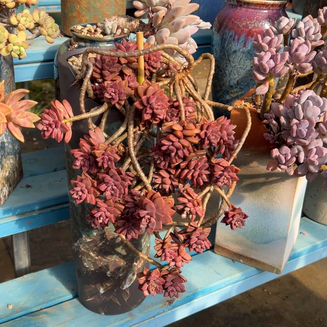 老桩姬笼月加盆悬崖