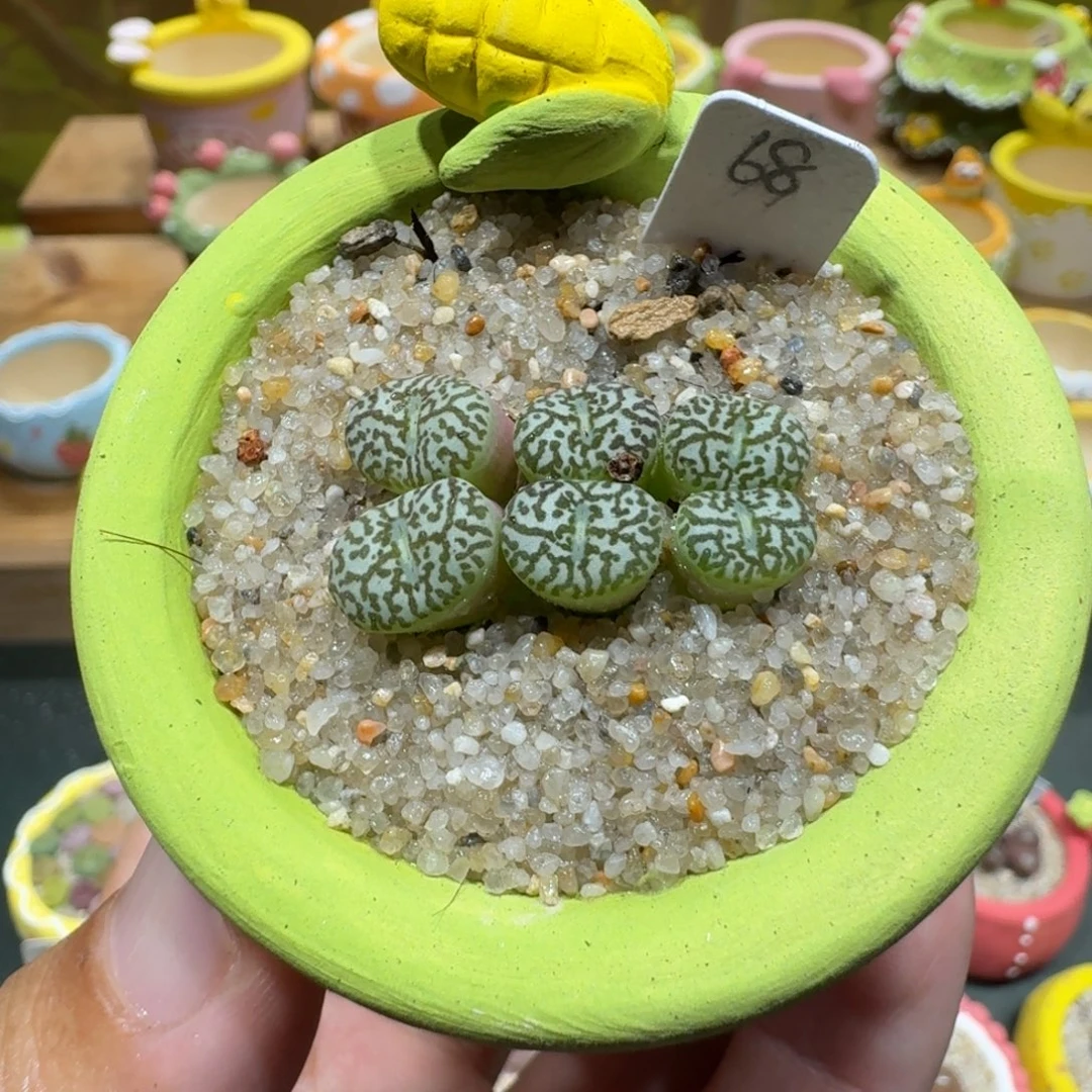 蘑菇1022墨墨墨墨多肉植物