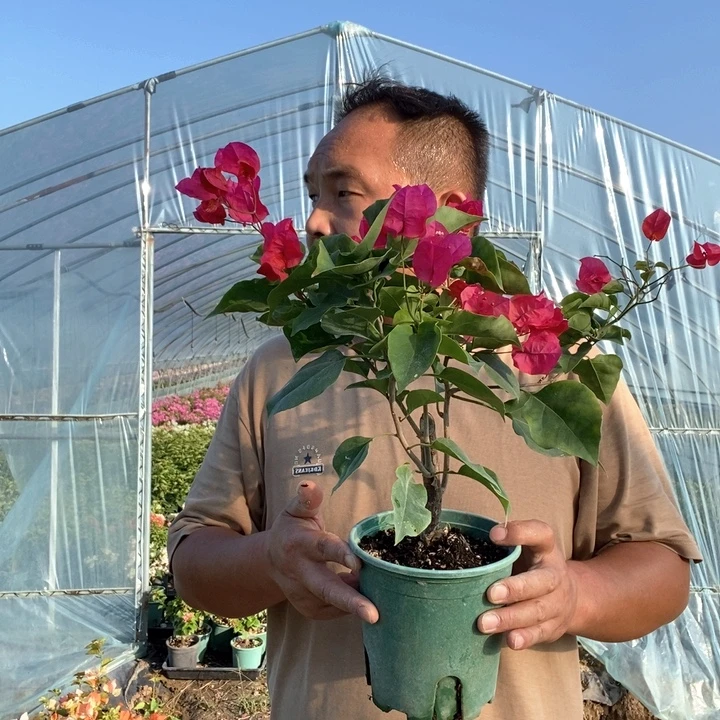 完全开放小红三角梅不售后