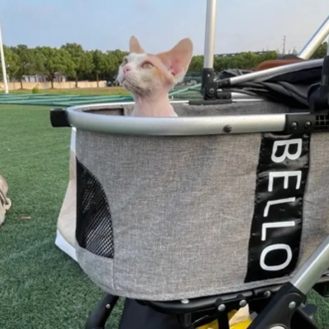红加白德文卷毛猫弟弟