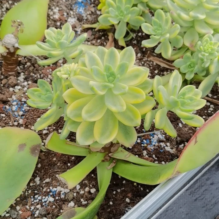 香格里拉白覆轮锦群捌下发