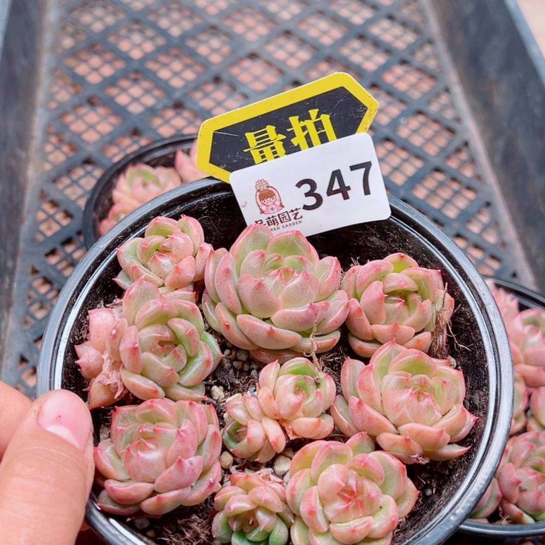 多肉植物多肉植物