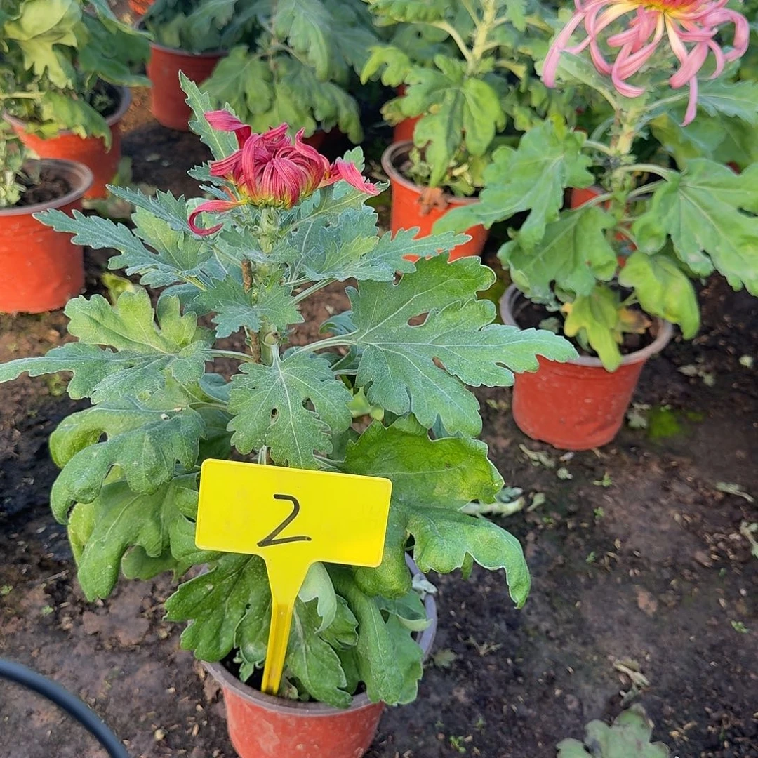 沐***欣大部分花苞少量开放2八十宴