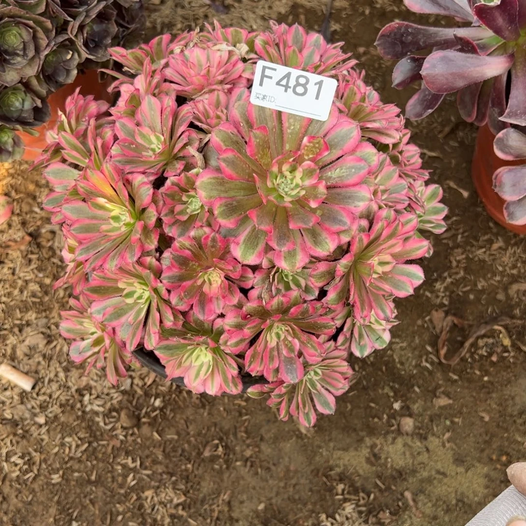 481红铜超白多肉植物法师