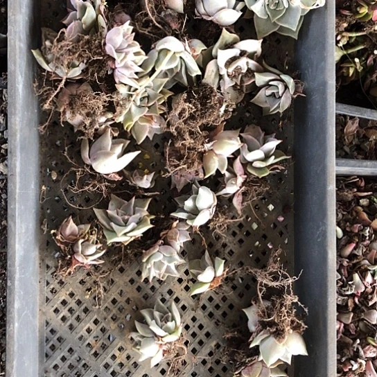 ?**芳饺子皮机了……纯爱的