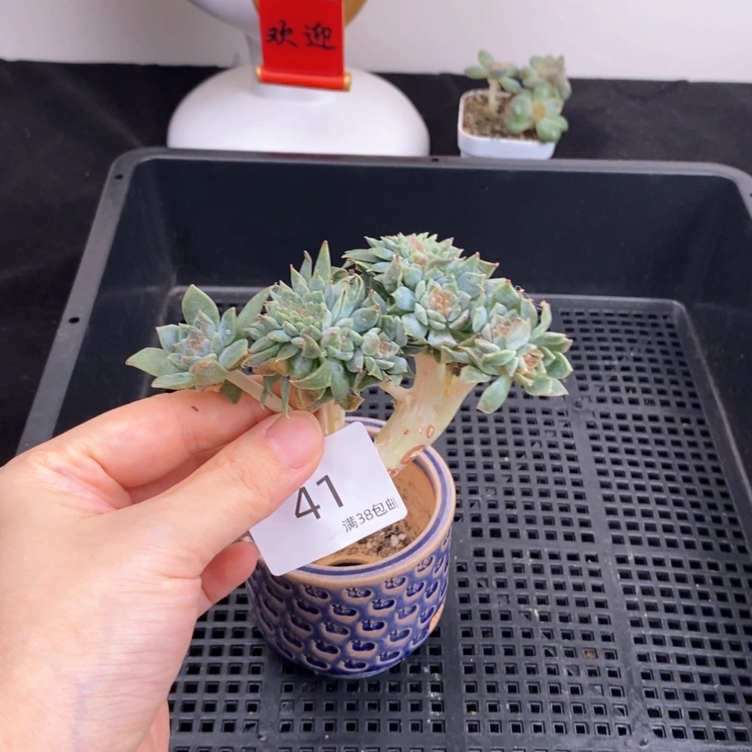 冰魄小树六头两缀一颗