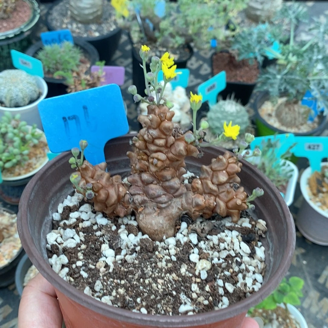 蛮鬼塔厚炖菊多肉植物