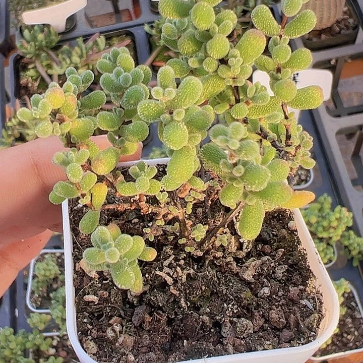 翡翠精品多肉植物大战