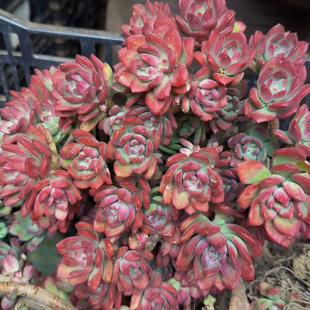 姜**水红枝莲 一颗 不包损4504