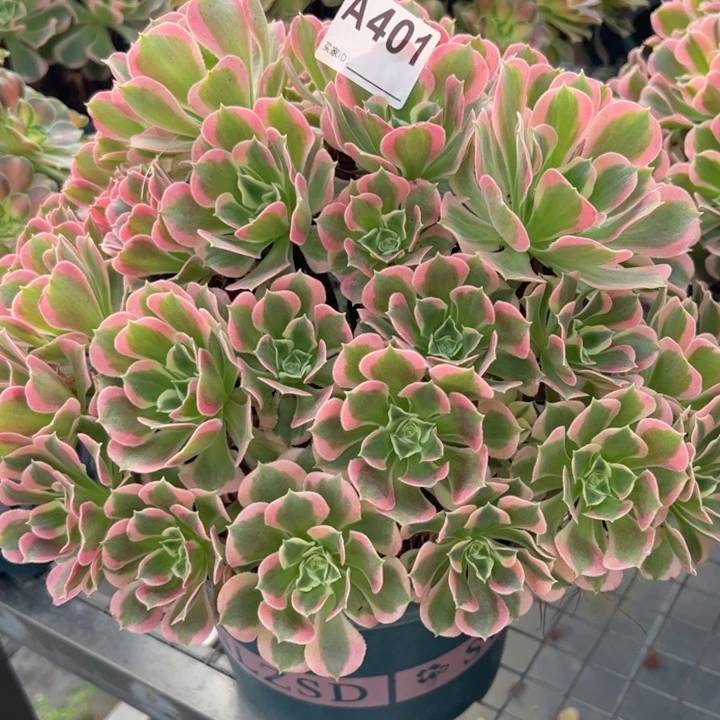 401白凤朵朵30厘米左右