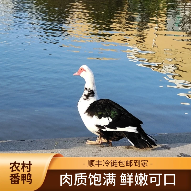 [2只]农村番鸭 肉香浓郁可口 2只宰杀净膛发货总净重9-10斤顺丰冷链